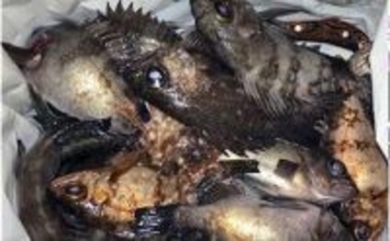 「陸っぱりメバリングで28cmメバル出た！」プラグルアーにヒット【広島】