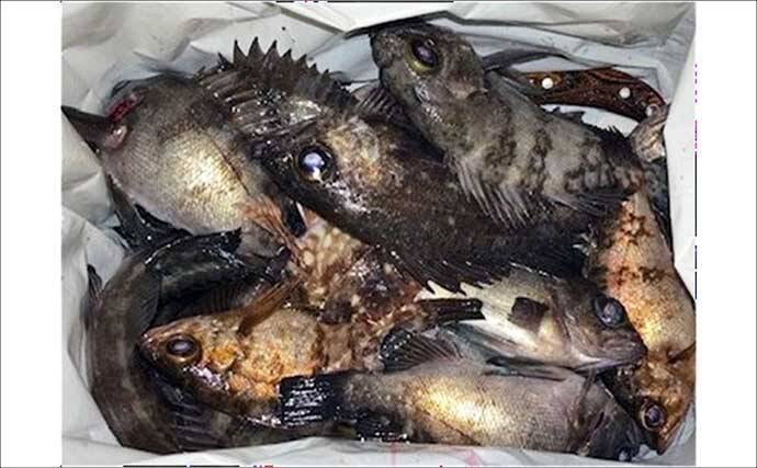 「陸っぱりメバリングで28cmメバル出た！」プラグルアーにヒット【広島】