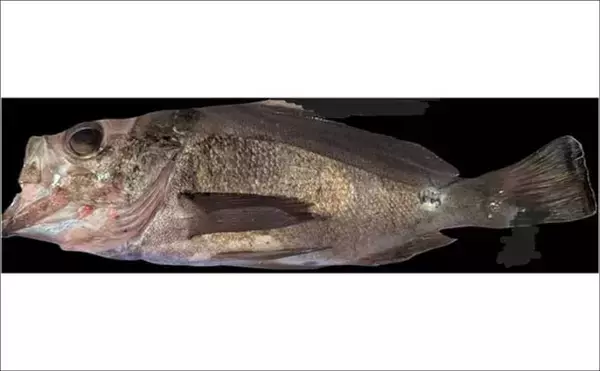 「「陸っぱりメバリングで28cmメバル出た！」プラグルアーにヒット【広島】」の画像