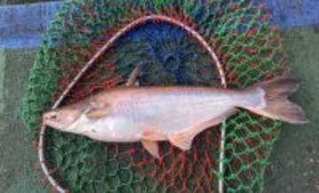 「淡水魚から海藻まで？」 世界の食卓を支える意外な養殖魚介たち