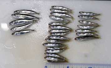 「銚子外港」でのサビキ釣りで稚アユをキャッチ【千葉】小サバ交じりにヒット
