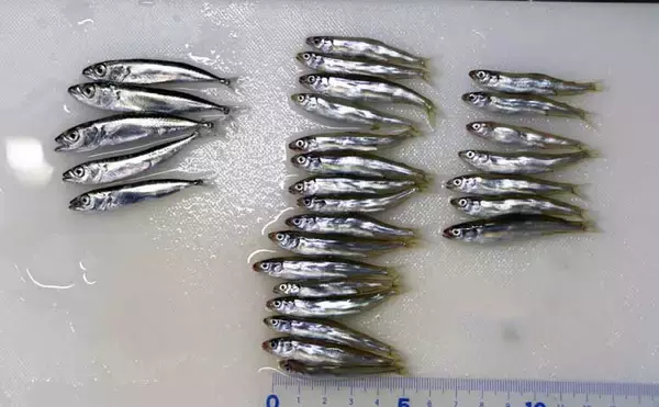 「銚子外港」でのサビキ釣りで稚アユをキャッチ【千葉】小サバ交じりにヒット