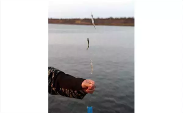 「「銚子外港」でのサビキ釣りで稚アユをキャッチ【千葉】小サバ交じりにヒット」の画像