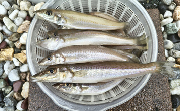 サーフでの投げ釣りで24cm頭にシロギス40尾！【福岡】5色以上の遠距離にヒット集中