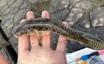 穴釣りで20cm大ハゼが登場！【三重・長良川河口】19cmウロハゼも顔見せ