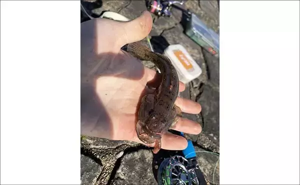 「穴釣りで20cm大ハゼが登場！【三重・長良川河口】19cmウロハゼも顔見せ」の画像