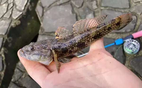 「穴釣りで20cm大ハゼが登場！【三重・長良川河口】19cmウロハゼも顔見せ」の画像