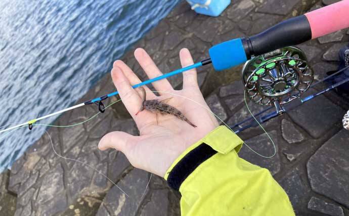 穴釣りで20cm大ハゼが登場！【三重・長良川河口】19cmウロハゼも顔見せ