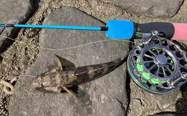 「穴釣りで20cm大ハゼが登場！【三重・長良川河口】19cmウロハゼも顔見せ」の画像