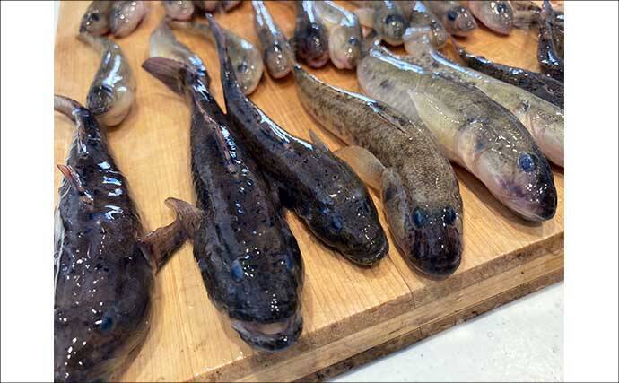 穴釣りで20cm大ハゼが登場！【三重・長良川河口】19cmウロハゼも顔見せ