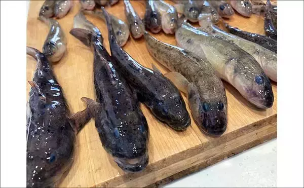 「穴釣りで20cm大ハゼが登場！【三重・長良川河口】19cmウロハゼも顔見せ」の画像