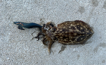 話題のエギを使ったエギングでコウイカ2発【熊本】動かさなくても釣れるエギだった？