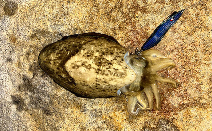 話題のエギを使ったエギングでコウイカ2発【熊本】動かさなくても釣れるエギだった？