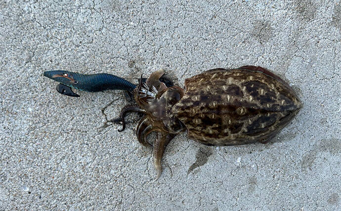 話題のエギを使ったエギングでコウイカ2発【熊本】動かさなくても釣れるエギだった？