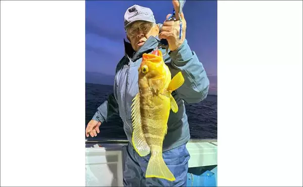 「【沖釣り釣果速報】平戸沖の落とし込み釣りでヒラマサがズラリ！7kg頭に連発劇（長崎・佐賀）」の画像