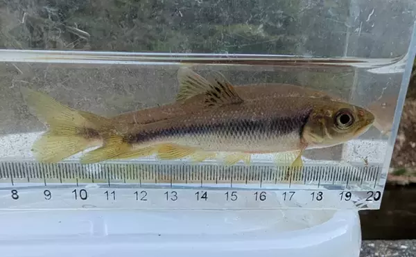 「河川の雑魚代表「オイカワ・カワムツ・ウグイ」は似たもの同士？」の画像