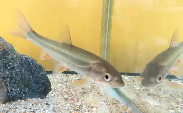 「河川の雑魚代表「オイカワ・カワムツ・ウグイ」は似たもの同士？」の画像
