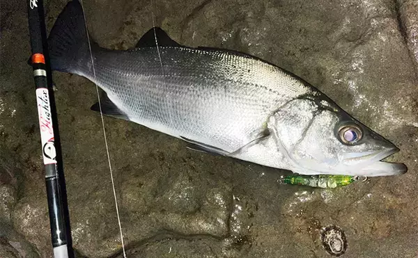 「「買う価値あり？なし？」　ちょい高いけど話題の新製品スナップ『Tiスナップ』を使ってみた」の画像