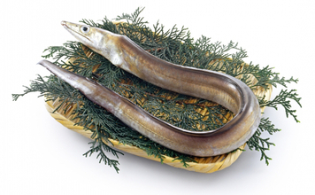 「京の鱧（ハモ）は夏が旬」は間違い？　実は秋冬が安くて美味しかった！