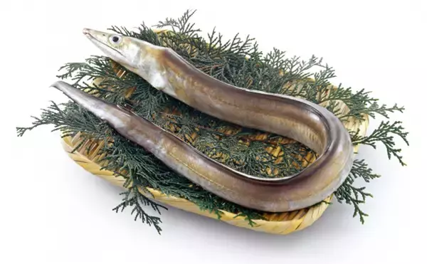 「京の鱧（ハモ）は夏が旬」は間違い？　実は秋冬が安くて美味しかった！