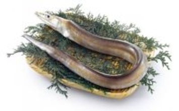 「京の鱧（ハモ）は夏が旬」は間違い？　実は秋冬が安くて美味しかった！