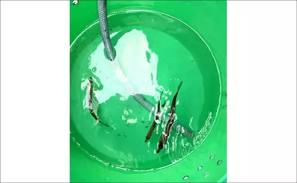「解禁直後の飯岡沖ヒラメ釣りで2kg超え本命手中【千葉】低活性の魚を好感度＆軽量タックルで攻略」の画像