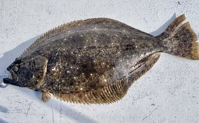 解禁直後の飯岡沖ヒラメ釣りで2kg超え本命手中【千葉】低活性の魚を好感度＆軽量タックルで攻略