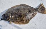 「解禁直後の飯岡沖ヒラメ釣りで2kg超え本命手中【千葉】低活性の魚を好感度＆軽量タックルで攻略」の画像7