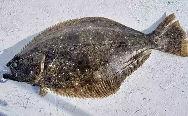「解禁直後の飯岡沖ヒラメ釣りで2kg超え本命手中【千葉】低活性の魚を好感度＆軽量タックルで攻略」の画像