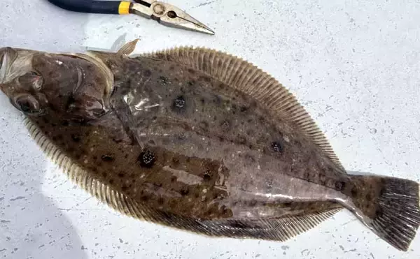 「解禁直後の飯岡沖ヒラメ釣りで2kg超え本命手中【千葉】低活性の魚を好感度＆軽量タックルで攻略」の画像