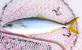 「「猛暑で魚が消える？」 夏の高水温が釣果に与える影響と攻略法」の画像1