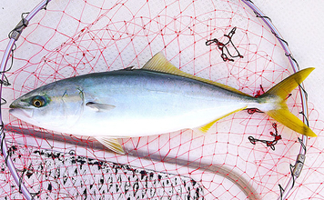 「猛暑で魚が消える？」 夏の高水温が釣果に与える影響と攻略法
