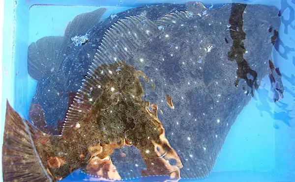 「「猛暑で魚が消える？」 夏の高水温が釣果に与える影響と攻略法」の画像