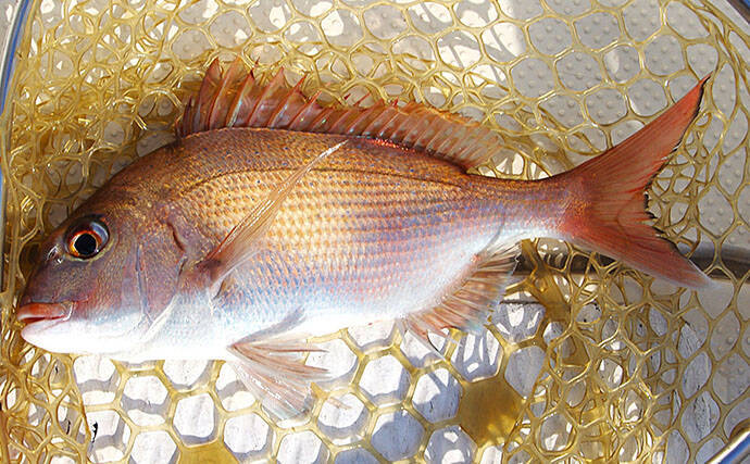 「猛暑で魚が消える？」 夏の高水温が釣果に与える影響と攻略法