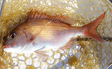 「「猛暑で魚が消える？」 夏の高水温が釣果に与える影響と攻略法」の画像3