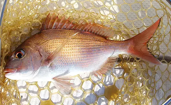 「「猛暑で魚が消える？」 夏の高水温が釣果に与える影響と攻略法」の画像