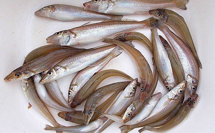 「猛暑で魚が消える？」 夏の高水温が釣果に与える影響と攻略法