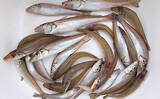 「「猛暑で魚が消える？」 夏の高水温が釣果に与える影響と攻略法」の画像4