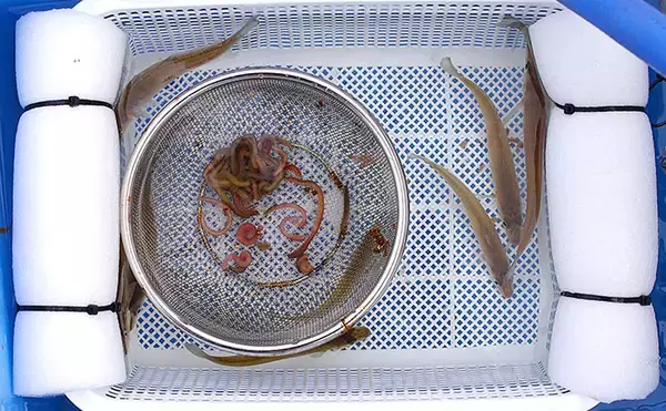 「「猛暑で魚が消える？」 夏の高水温が釣果に与える影響と攻略法」の画像