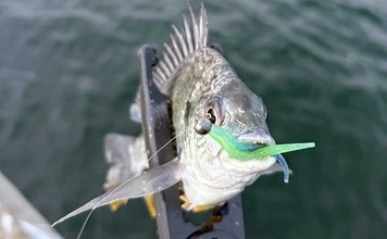 釣りのベテランはデータよりも「勘」を信じる　「今日は釣れそう」の感覚とは？