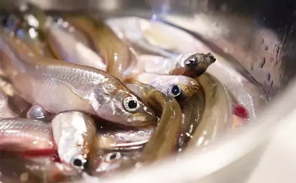 琵琶湖『ワカサギすくい』満喫　激アツポイント発見で1時間で120匹GET