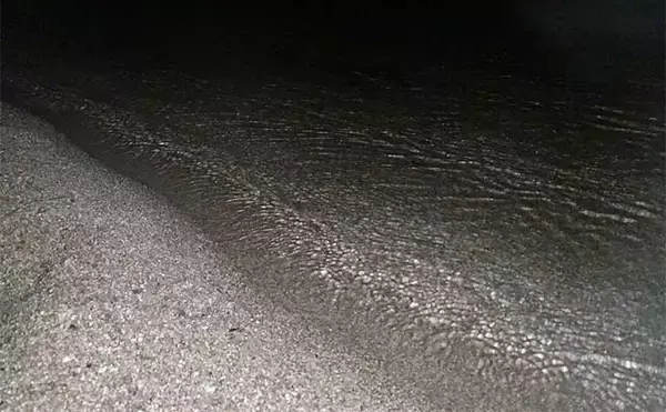 「琵琶湖『ワカサギすくい』満喫　激アツポイント発見で1時間で120匹GET」の画像