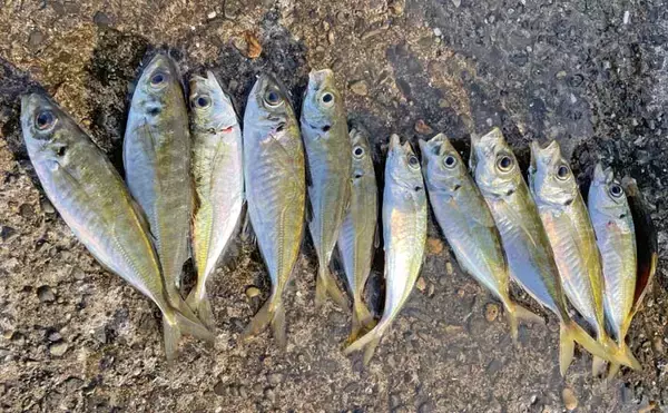 「カゴ釣りで20cm級アジ7尾をキャッチ【千葉・興津港】後半の泳がせ釣りは不発」の画像