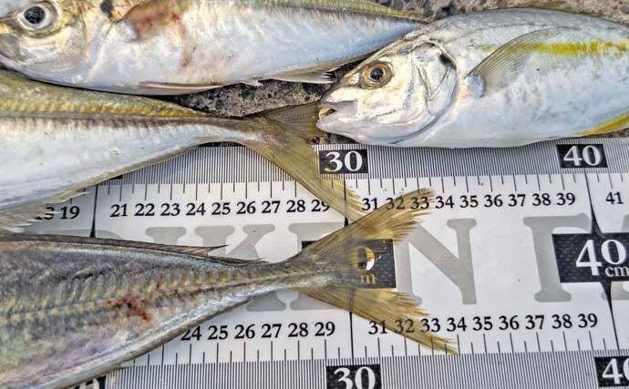 相浜港でのフカセ釣りで33cmマアジにシマアジも登場で満足釣果【千葉】