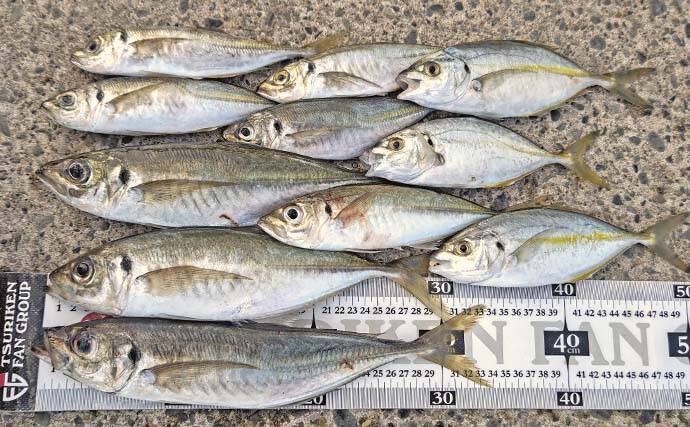 相浜港でのフカセ釣りで33cmマアジにシマアジも登場で満足釣果【千葉】