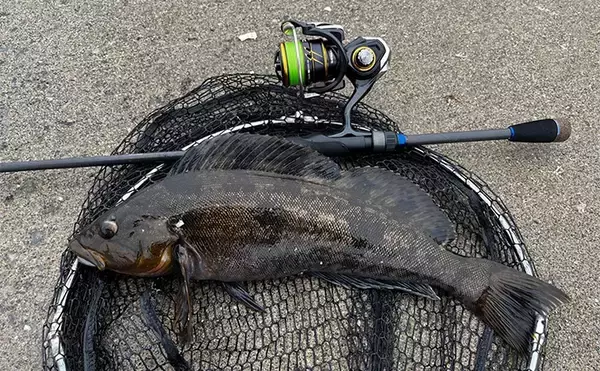 「北海道の漁港ロックフィッシュゲームで43cm頭にアイナメ複数安打を達成！」の画像