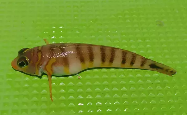 「「メバルじゃないメバルに魚ですらないカサゴ」　呼ばれ方で勘違いされやすい生き物たち」の画像