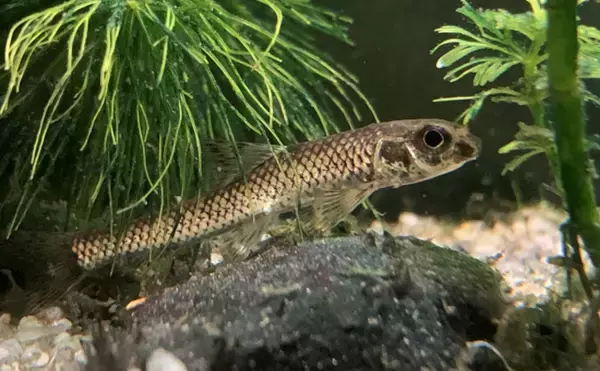 「「メバルじゃないメバルに魚ですらないカサゴ」　呼ばれ方で勘違いされやすい生き物たち」の画像