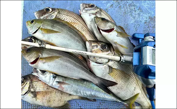 「「シマアジ出るか！？」南房シマアジ五目釣りで多彩釣果【安田丸】仕掛け微調整が奏功」の画像