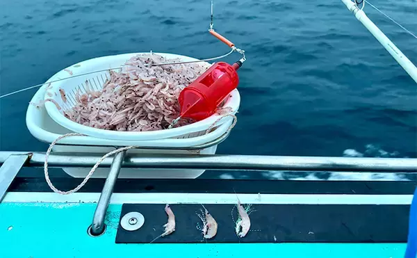 「「シマアジ出るか！？」南房シマアジ五目釣りで多彩釣果【安田丸】仕掛け微調整が奏功」の画像